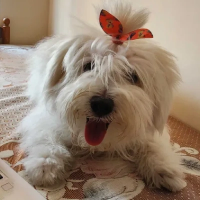 Lhasa Apso puppies for sale in Ajmer