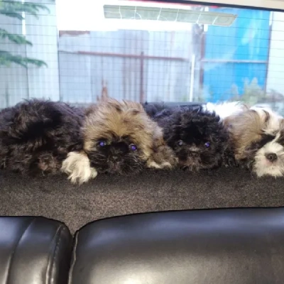 Lhasa Apso puppies for sale in Ajmer