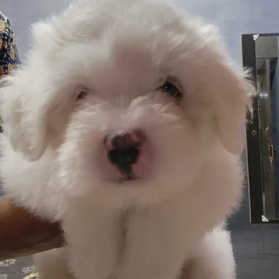 Lhasa Apso puppies for sale in Ajmer