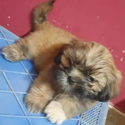 Lhasa Apso puppies for sale in Ajmer