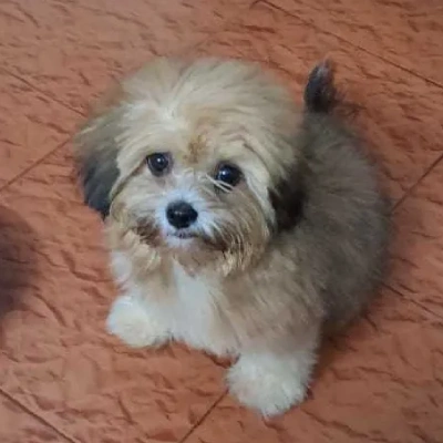 Lhasa Apso puppies for sale in Ajmer