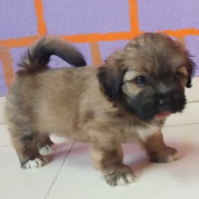 Lhasa Apso puppies for sale in Ajmer