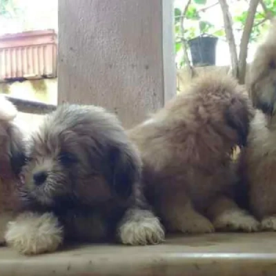 Lhasa Apso puppies for sale in Ajmer