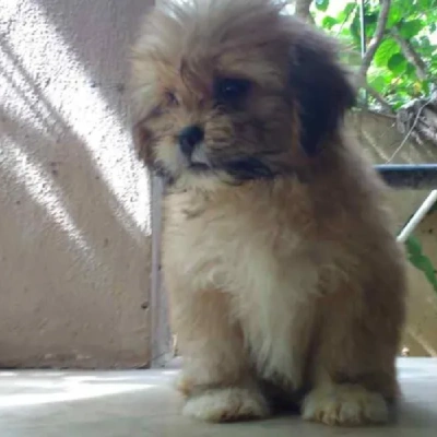 Lhasa Apso puppies for sale in Ajmer