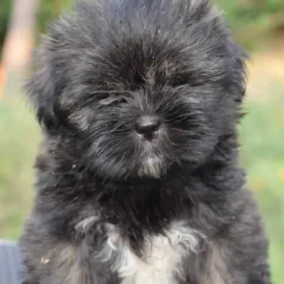 Lhasa Apso puppies for sale in Ajmer