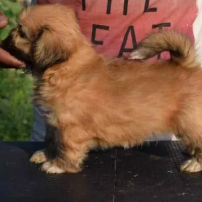 Lhasa Apso puppies for sale in Ajmer