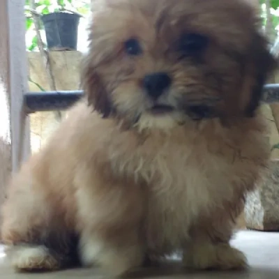 Lhasa Apso puppies for sale in Ajmer