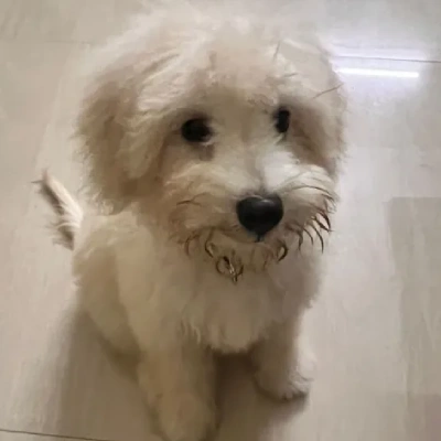 Lhasa Apso puppies for sale in Ajmer