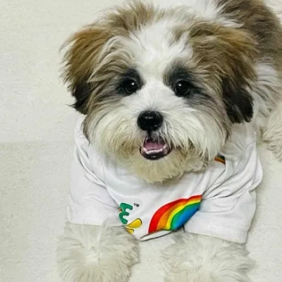 Lhasa Apso puppies for sale in Ajmer