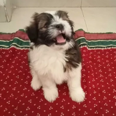 Lhasa Apso puppies for sale in Ajmer