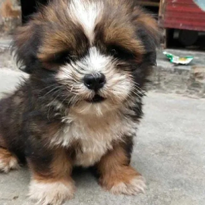 Lhasa Apso puppies for sale in Ajmer