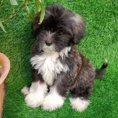 Lhasa Apso puppies for sale in Ajmer