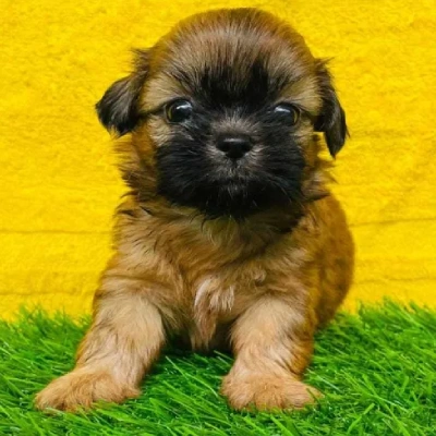 Lhasa Apso puppies for sale in Ajmer
