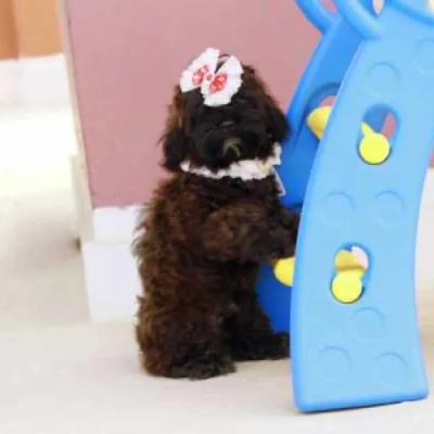 Lhasa Apso puppies for sale in Ajmer