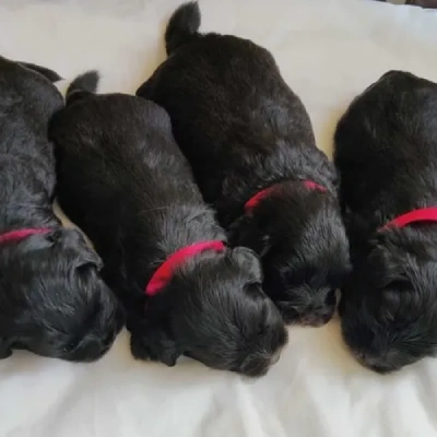 Lhasa Apso puppies for sale in Ajmer