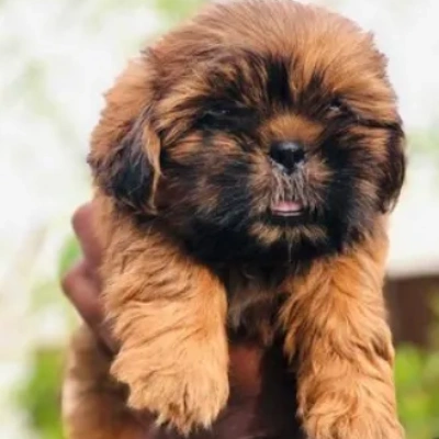 Lhasa Apso puppies for sale in Ajmer