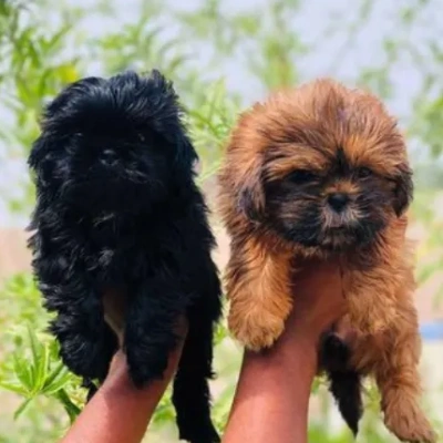 Lhasa Apso puppies for sale in Ajmer