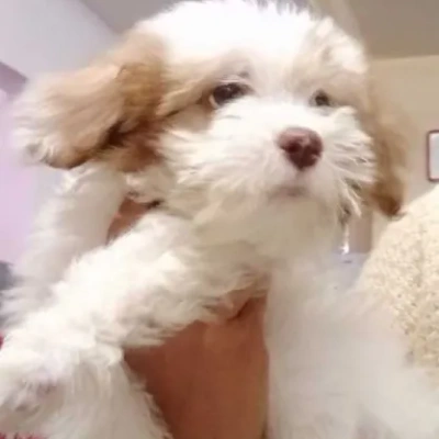 Lhasa Apso puppies for sale in Ajmer