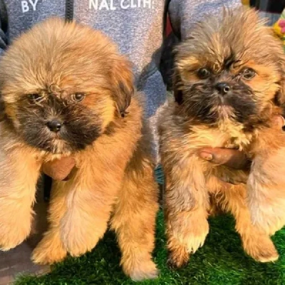 Lhasa Apso puppies for sale in Ajmer