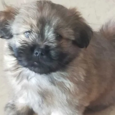 Lhasa Apso puppies for sale in Ajmer