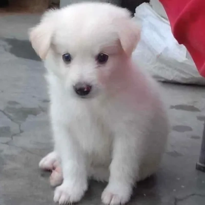 Pomeranian puppies for sale in Ajmer