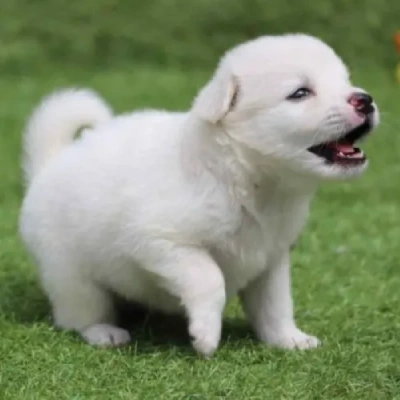 Pomeranian puppies for sale in Ajmer