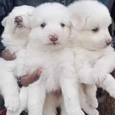 Pomeranian puppies for sale in Ajmer