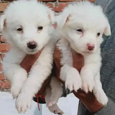 Pomeranian puppies for sale in Ajmer