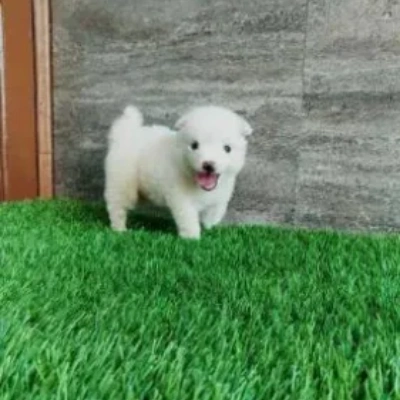 Pomeranian puppies for sale in Ajmer