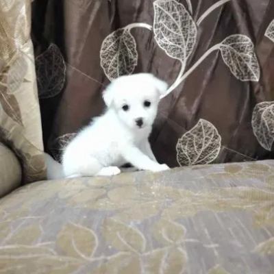 Pomeranian puppies for sale in Ajmer