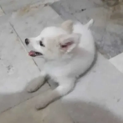 Pomeranian puppies for sale in Ajmer