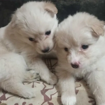 Pomeranian puppies for sale in Ajmer