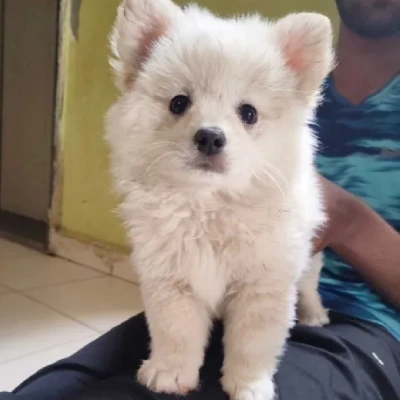 Pomeranian puppies for sale in Ajmer