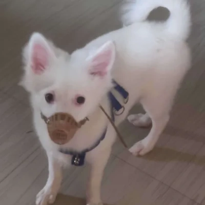 Pomeranian puppies for sale in Ajmer