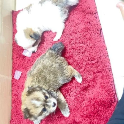 Pomeranian puppies for sale in Ajmer