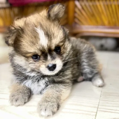 Pomeranian puppies for sale in Ajmer