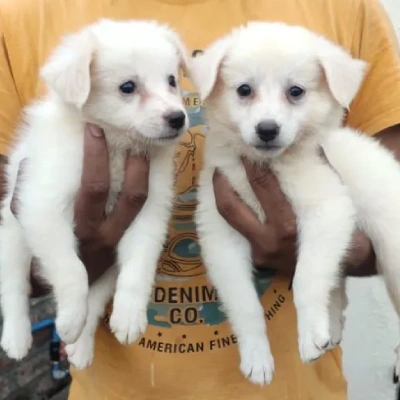 Pomeranian puppies for sale in Ajmer