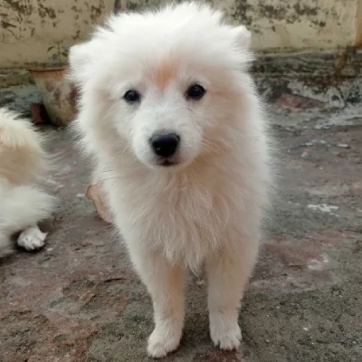 Pomeranian puppies for sale in Ajmer