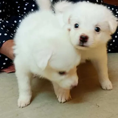 Pomeranian puppies for sale in Ajmer