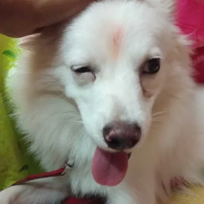 Pomeranian puppies for sale in Ajmer