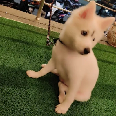 Pomeranian puppies for sale in Ajmer