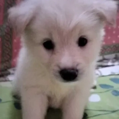 Pomeranian puppies for sale in Ajmer