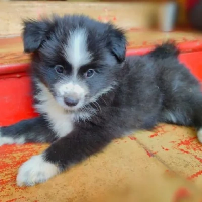 Pomeranian puppies for sale in Ajmer