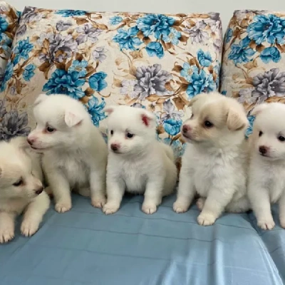 Pomeranian puppies for sale in Ajmer