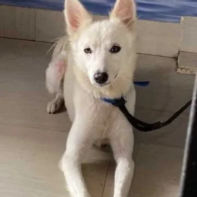 Pomeranian puppies for sale in Ajmer