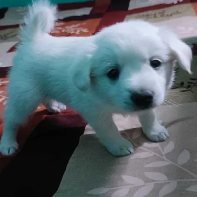 Pomeranian puppies for sale in Ajmer