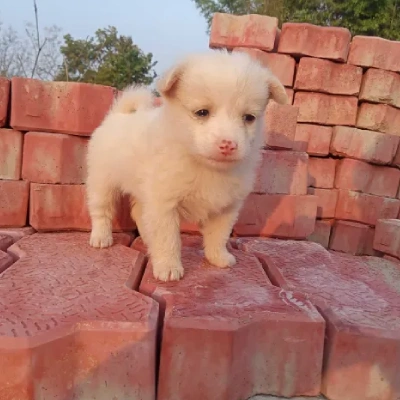 Pomeranian puppies for sale in Ajmer