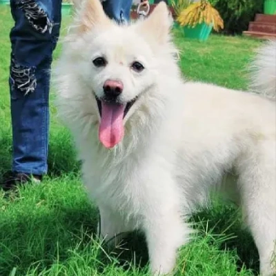 Pomeranian puppies for sale in Ajmer