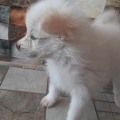 Pomeranian puppies for sale in Ajmer