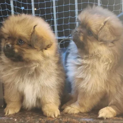 Pomeranian puppies for sale in Ajmer